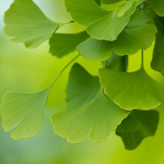 Ginko Biloba